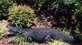 Alligator in the bush